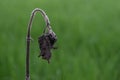 Black flowers perennial dead, green backdrop is rice field